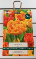 Taylors Sunlover Tulips - 8 Bulbs