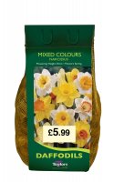 Taylors Mixed Colours Daffodils - 2kg