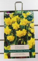 Taylors Pencrebar Daffodils - 8 Bulbs