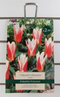 Taylors Heart's Delight Tulips - 7 Bulbs