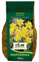 Taylors Tamara Daffodil Bulbs - 2kg