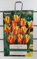 Taylors Cape Cod Tulips - 7 Bulbs