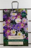 Taylors Blanda Mix Anemone - 20 Bulbs