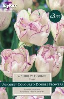 Taylors Shirley Double Tulips - 6 Bulbs