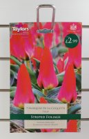 Taylors Marquise De La Coquette Tulips - 7 Bulbs