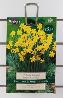 Taylors Baby Moon Daffodils - 10 Bulbs