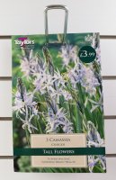 Taylors Camassia Cusickii - 3 Bulbs