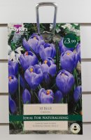 Taylors Blue Crocus - 10 Bulbs