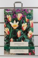 Taylors Water Lily Tulips - 10 Bulbs