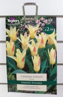 Taylors Johann Strauss Tulips - 7 Bulbs