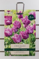 Taylors Bleu Aimable Tulips - 6 Bulbs