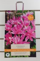 Taylors Waterlily Colchicum - 1 Bulb