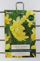 Taylors Angel's Whisper Daffodils - 7 Bulbs