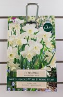 Taylors Tresamble Daffodils - 7 Bulbs