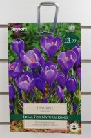 Taylors Purple Crocus - 10 Bulbs