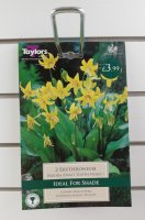 Taylors Dog's Tooth Violet - 2 Bulbs