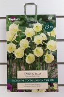 Taylors Arctic Bells Daffodils - 7 Bulbs