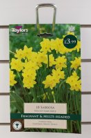 Taylors Sabrosa Daffodils - 10 Bulbs