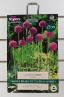 Taylors Giganteum Allium - 1 Bulb