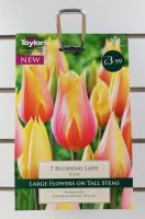 Taylors Blushing Lady Tulips - 7 Bulbs