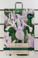 Taylors Carmen Dutch Iris - 20 Bulbs