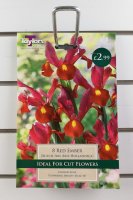 Taylors Red Ember Dutch Iris - 8 Bulbs