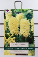 Taylors Gypsy Princess Hyacinths - 4 Bulbs