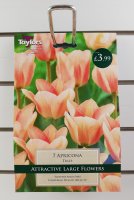 Taylors Apricona Tulips - 7 Bulbs