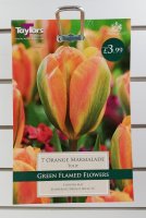 Taylors Orange Marmalade Tulips - 7 Bulbs