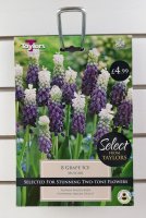 Taylors Grape Ice Muscari - 8 Bulbs