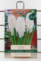 Taylors indoor Aiolos hyacinths - 3 Bulbs