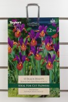 Taylors Black Beauty Dutch Iris - 10 Bulbs