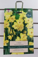 Taylors Pipt Daffodils - 7 Bulbs