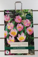 Taylors Bakeri Lilac Wonder Tulips - 10 Bulbs