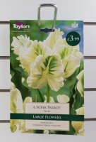 Taylors Super Parrot Tulips - 6 Bulbs