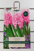 Taylors Fondant Hyacinths - 5 Bulbs