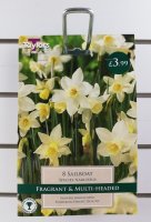 Taylors Sailboat Daffodils - 8 Bulbs