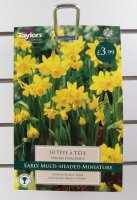 Taylors Tete A Tete Daffodils - 10 Bulbs