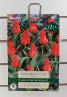 Taylors Red Riding Hood Tulips - 8 Bulbs