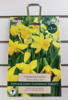 Taylors February Gold Daffodils - 7 Bulbs