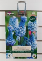 Taylors Azureum Muscari (Grape Hyacinth) - 15 Bulbs