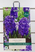 Taylors Royal Navy Hyacinths - 4 Bulbs