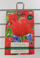 Taylors Pretty Woman Tulips - 9 Bulbs