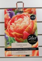 Taylors Copper Image Tulips - 7 Bulbs