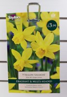 Taylors Yellow Sailboat Daffodils - 9 Bulbs