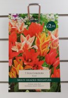 Taylors Fun Colours Tulips - 7 Bulbs