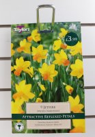 Taylors Jetfire Daffodils - 9 Bulbs