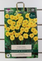 Taylors Sun Disc Daffodils - 9 Bulbs
