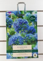 Taylors Caereleum Allium - 8 Bulbs