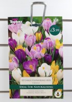 Taylors Large Flowering Mix Crocus' - 10 Bulbs